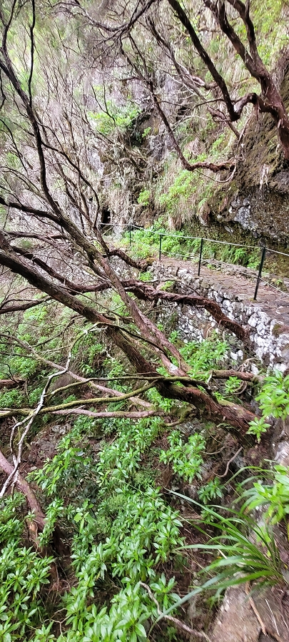20 de junho de 2024 Túnel da Levada da Rocha Vermelha, a lagoa verde e o Furado Velho — Até ao Furado Velho — foto 3