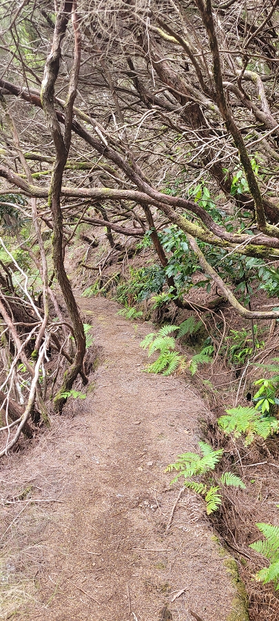 20 de junho de 2024 Túnel da Levada da Rocha Vermelha, a lagoa verde e o Furado Velho — Até ao Furado Velho — foto 16