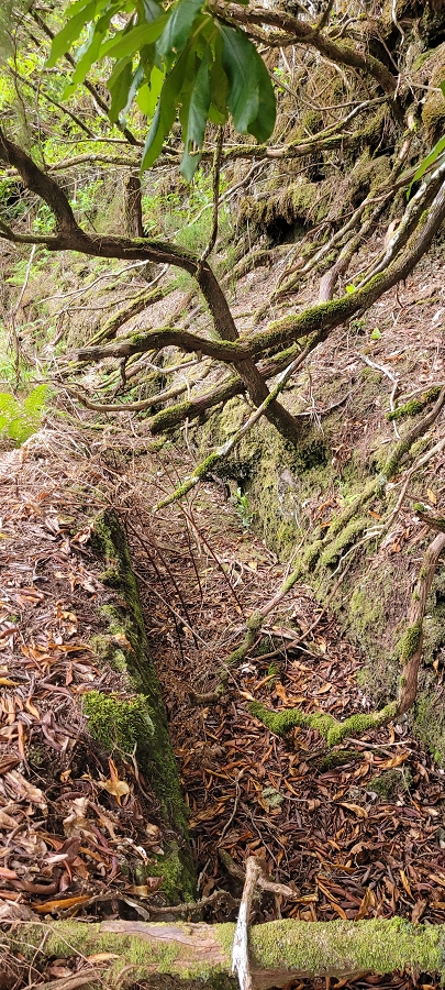 20 de junho de 2024 Túnel da Levada da Rocha Vermelha, a lagoa verde e o Furado Velho — Até ao Furado Velho — foto 17