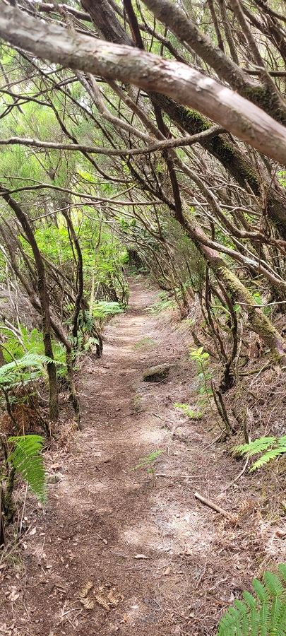20 de junho de 2024 Túnel da Levada da Rocha Vermelha, a lagoa verde e o Furado Velho — Até ao Furado Velho — foto 20