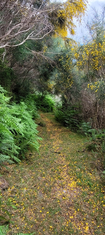 20 de junho de 2024 Túnel da Levada da Rocha Vermelha, a lagoa verde e o Furado Velho — Pico Gordo e regresso pela giesta — foto 6