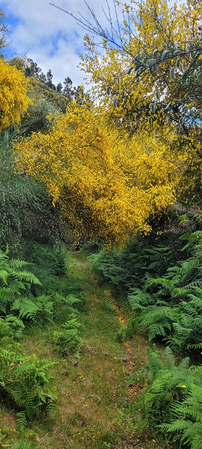 20 de junho de 2024 Túnel da Levada da Rocha Vermelha, a lagoa verde e o Furado Velho — Pico Gordo e regresso pela giesta — foto 7