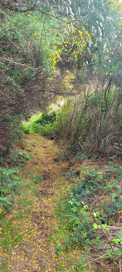 20 de junho de 2024 Túnel da Levada da Rocha Vermelha, a lagoa verde e o Furado Velho — Pico Gordo e regresso pela giesta — foto 9