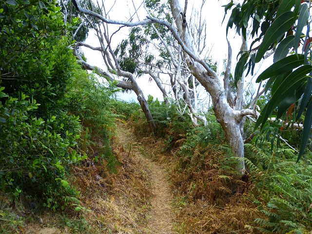 20.07.2014 Canical, Pico Castanho, Pico do Facho, Canical — Aufstieg zum Castanho — Foto 17