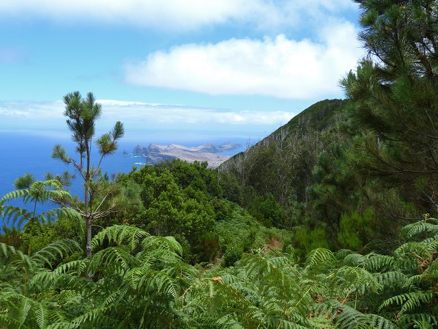 20.07.2014 Canical, Pico Castanho, Pico do Facho, Canical — Aufstieg zum Castanho — Foto 18