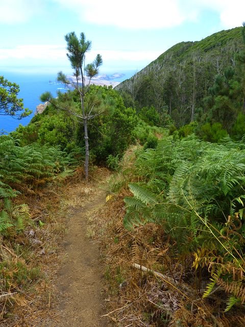 20.07.2014 Canical, Pico Castanho, Pico do Facho, Canical — Aufstieg zum Castanho — Foto 20