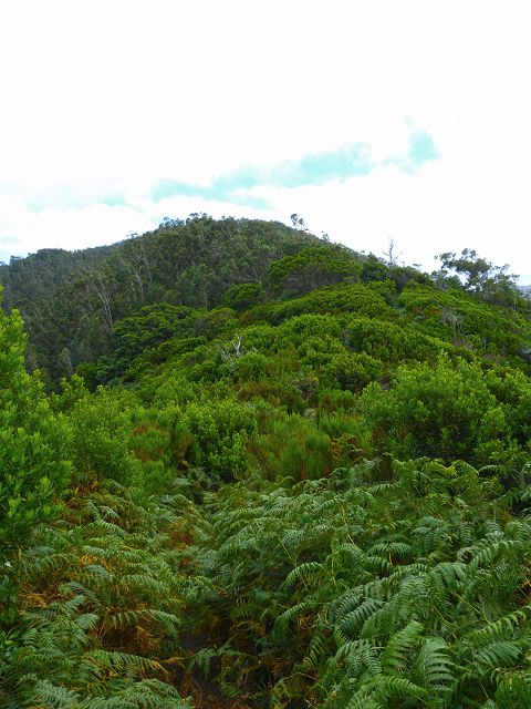 20.07.2014 Canical, Pico Castanho, Pico do Facho, Canical — Aufstieg zum Castanho — Foto 26
