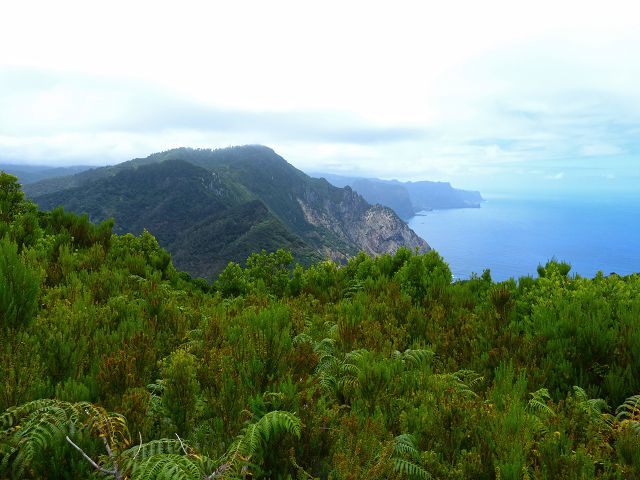 20.07.2014 Canical, Pico Castanho, Pico do Facho, Canical — Aufstieg zum Castanho — Foto 27