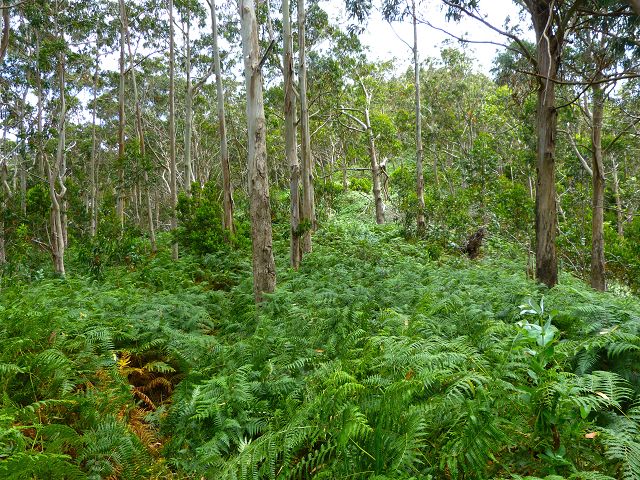 20.07.2014 Canical, Pico Castanho, Pico do Facho, Canical — Aufstieg zum Castanho — Foto 29