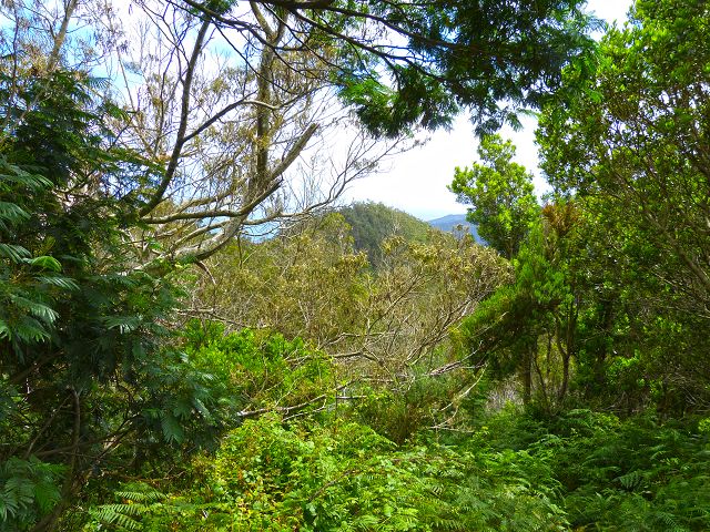 20.07.2014 Canical, Pico Castanho, Pico do Facho, Canical — Aufstieg zum Castanho — Foto 31