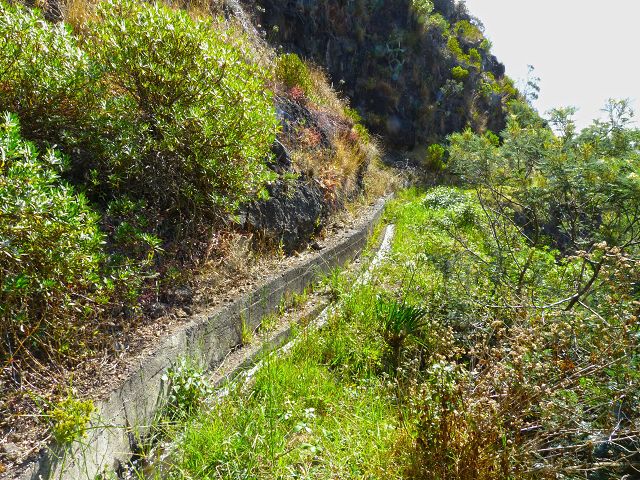 20.07.2014 Canical, Pico Castanho, Pico do Facho, Canical — Auf der Levada do Canical inf. und dem Hauptast zum Canicaltunnel — Foto 22