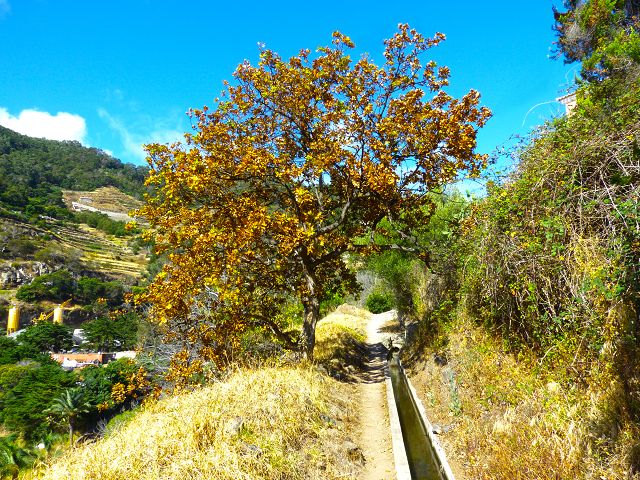 20.07.2014 Canical, Pico Castanho, Pico do Facho, Canical — Auf der Levada do Canical inf. und dem Hauptast zum Canicaltunnel — Foto 32