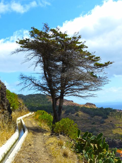20.07.2014 Canical, Pico Castanho, Pico do Facho, Canical — In Fliessrichtung bis zum Aufstieg zum Pico das Rocadas — Foto 28