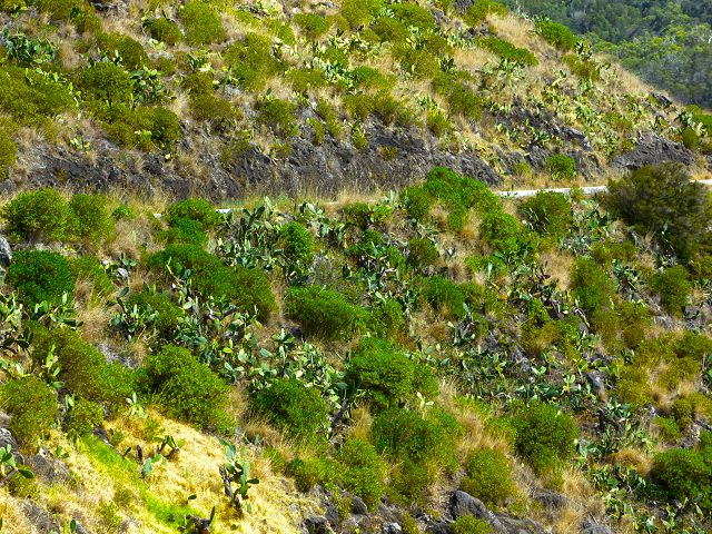 20.07.2014 Canical, Pico Castanho, Pico do Facho, Canical — In Fliessrichtung bis zum Aufstieg zum Pico das Rocadas — Foto 30