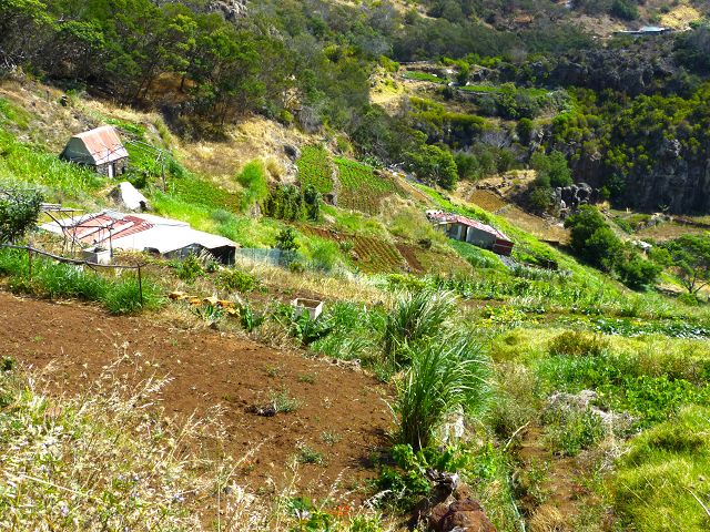 20.07.2014 Canical, Pico Castanho, Pico do Facho, Canical — In Fliessrichtung bis zum Aufstieg zum Pico das Rocadas — Foto 33