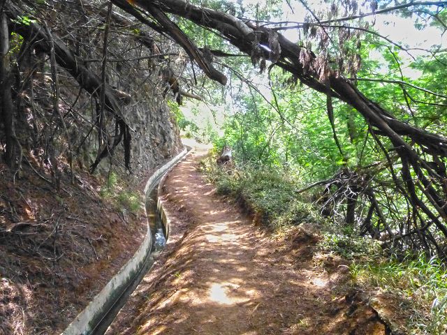 20.07.2014 Canical, Pico Castanho, Pico do Facho, Canical — In Fliessrichtung bis zum Aufstieg zum Pico das Rocadas — Foto 38