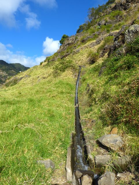 20.07.2014 Canical, Pico Castanho, Pico do Facho, Canical — Auf der Levada do Canical inf. und dem Hauptast zum Canicaltunnel — Foto 8