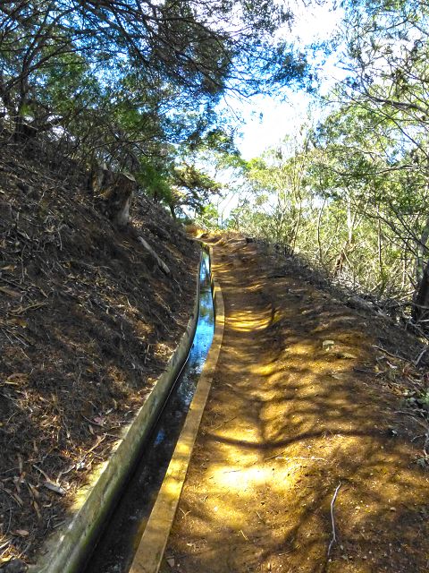 20.07.2014 Canical, Pico Castanho, Pico do Facho, Canical — In Fliessrichtung bis zum Aufstieg zum Pico das Rocadas — Foto 41