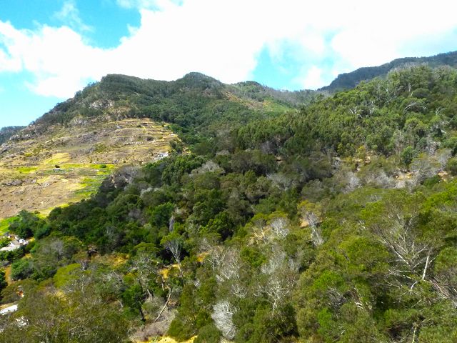 20.07.2014 Canical, Pico Castanho, Pico do Facho, Canical — In Fliessrichtung bis zum Aufstieg zum Pico das Rocadas — Foto 42