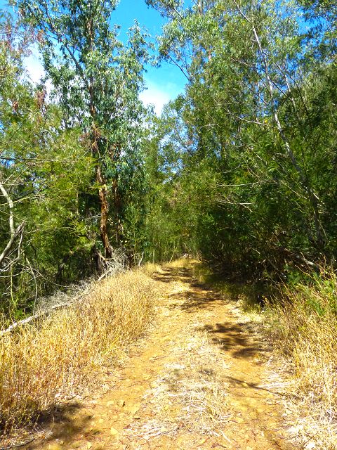 20.07.2014 Canical, Pico Castanho, Pico do Facho, Canical — Aufstieg zum Castanho — Foto 2