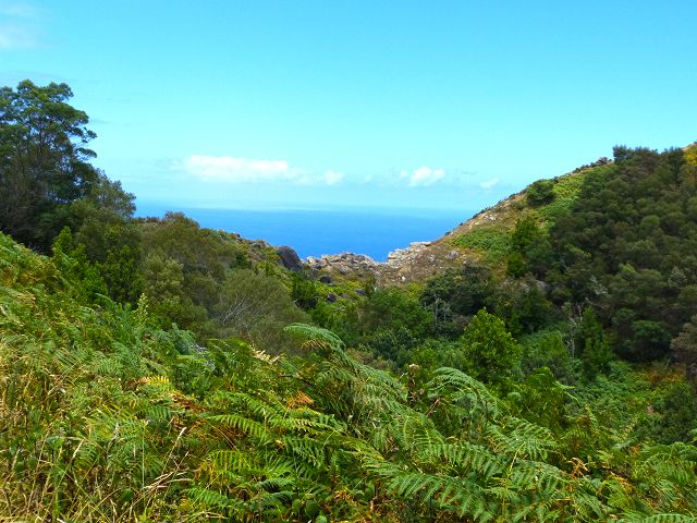 20.07.2014 Canical, Pico Castanho, Pico do Facho, Canical — Aufstieg zum Castanho — Foto 5
