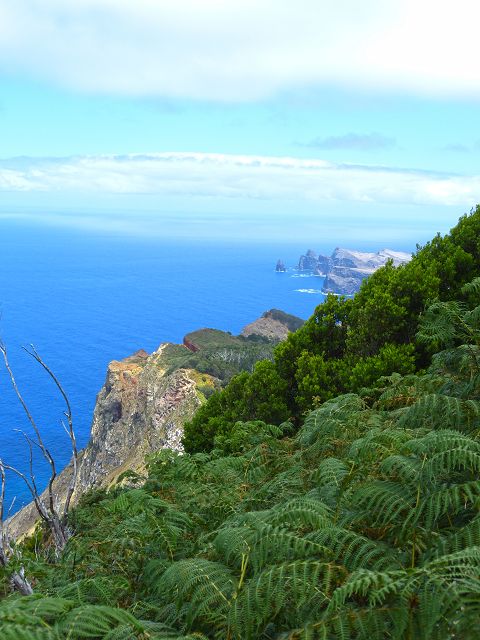 20.07.2014 Canical, Pico Castanho, Pico do Facho, Canical — Aufstieg zum Castanho — Foto 15