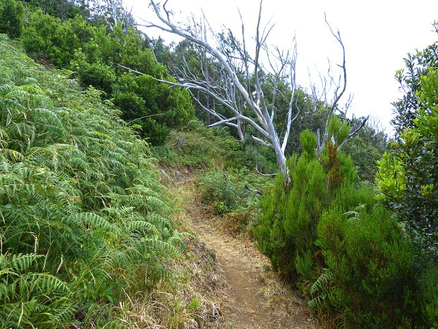 20.07.2014 Canical, Pico Castanho, Pico do Facho, Canical — Aufstieg zum Castanho — Foto 16