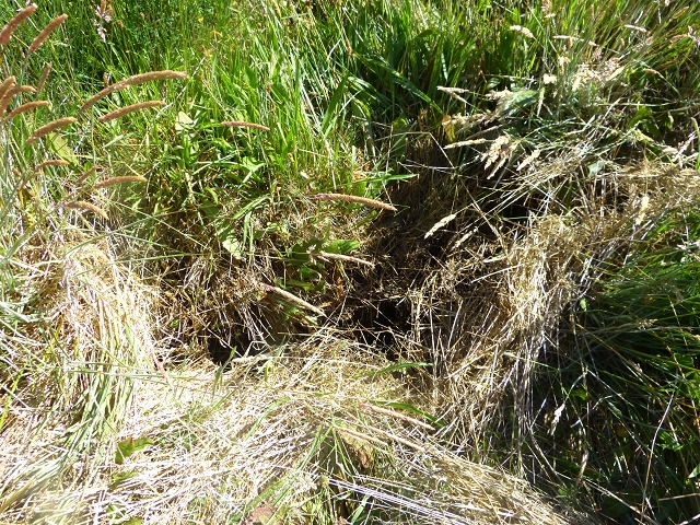 20.07.2015 Bica da Cana, Levada da Serra und Levada do Paul 2 — Von Bica da Cana zur zweiten Madre der Levada da Serra — Foto 12