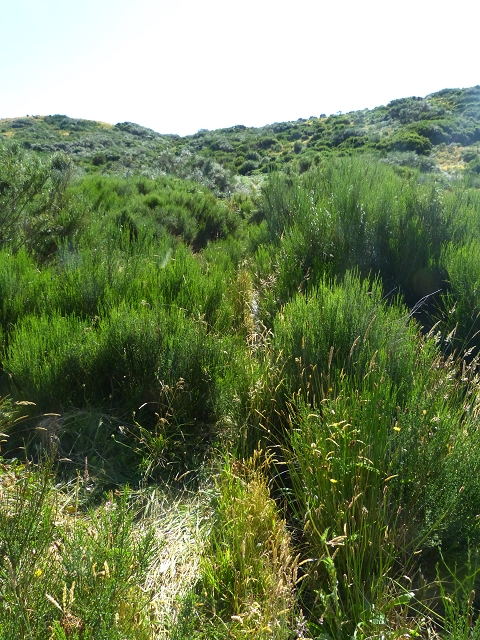 20.07.2015 Bica da Cana, Levada da Serra und Levada do Paul 2 — Von Bica da Cana zur zweiten Madre der Levada da Serra — Foto 20