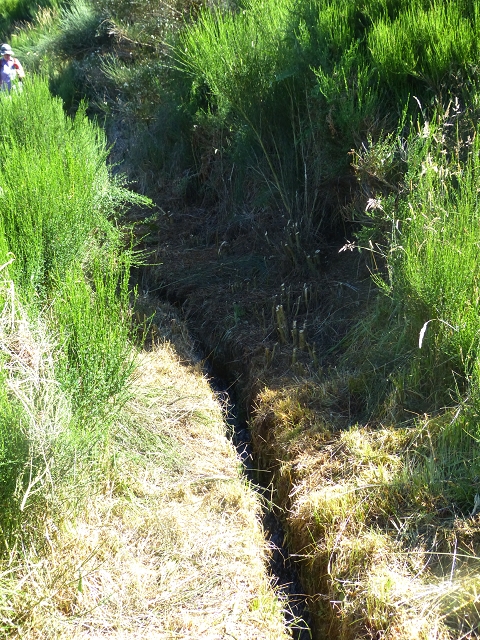 20.07.2015 Bica da Cana, Levada da Serra und Levada do Paul 2 — Von Bica da Cana zur zweiten Madre der Levada da Serra — Foto 24