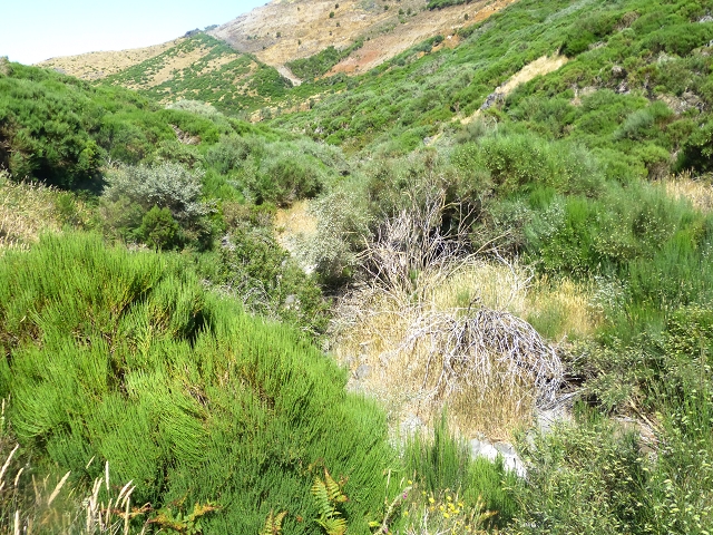 20.07.2015 Bica da Cana, Levada da Serra und Levada do Paul 2 — Von Bica da Cana zur zweiten Madre der Levada da Serra — Foto 27