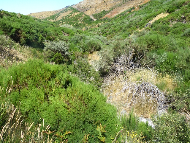 20.07.2015 Bica da Cana, Levada da Serra und Levada do Paul 2 — Von Bica da Cana zur zweiten Madre der Levada da Serra — Foto 28
