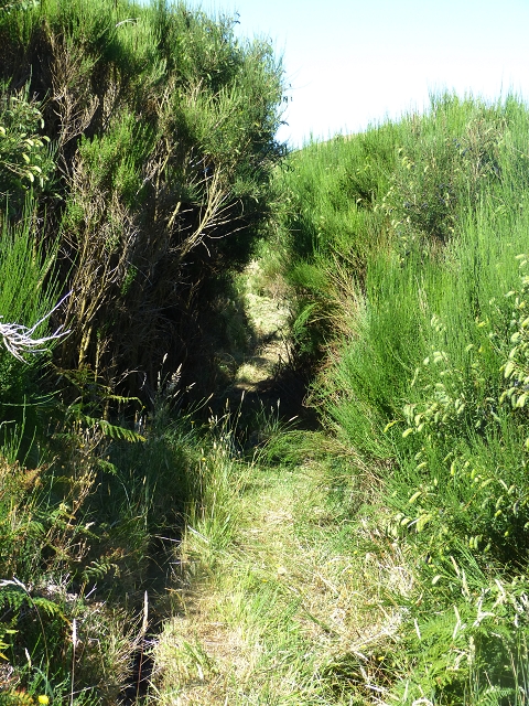 20.07.2015 Bica da Cana, Levada da Serra und Levada do Paul 2 — Von Bica da Cana zur zweiten Madre der Levada da Serra — Foto 32