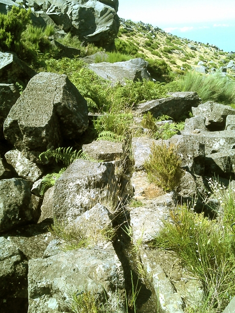 20.07.2015 Bica da Cana, Levada da Serra und Levada do Paul 2 — Von Bica da Cana zur zweiten Madre der Levada da Serra — Foto 35