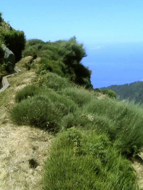 20.07.2015 Bica da Cana, Levada da Serra und Levada do Paul 2 — Levada da Serra bis zur Abrutschstelle — Foto 3