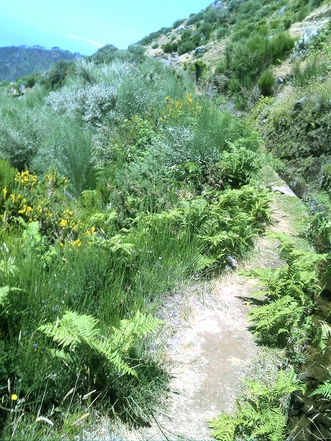 20.07.2015 Bica da Cana, Levada da Serra und Levada do Paul 2 — Levada da Serra, Levada da Bica da Cana und zurück zum Auto — Foto 7