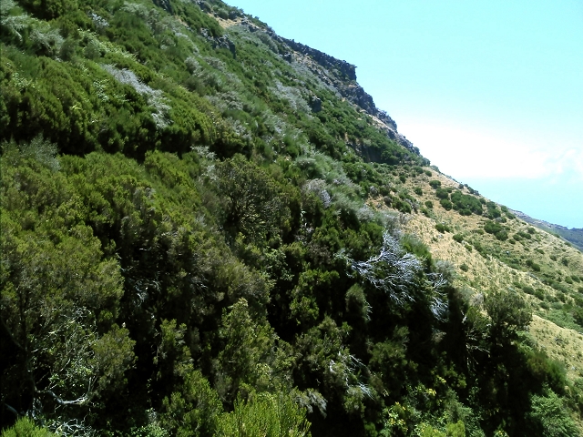 20.07.2015 Bica da Cana, Levada da Serra und Levada do Paul 2 — Levada da Serra, Levada da Bica da Cana und zurück zum Auto — Foto 15