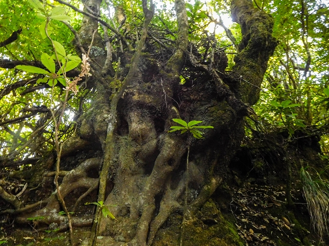 Ascent and descent to Topo das Queimadas — photo 23