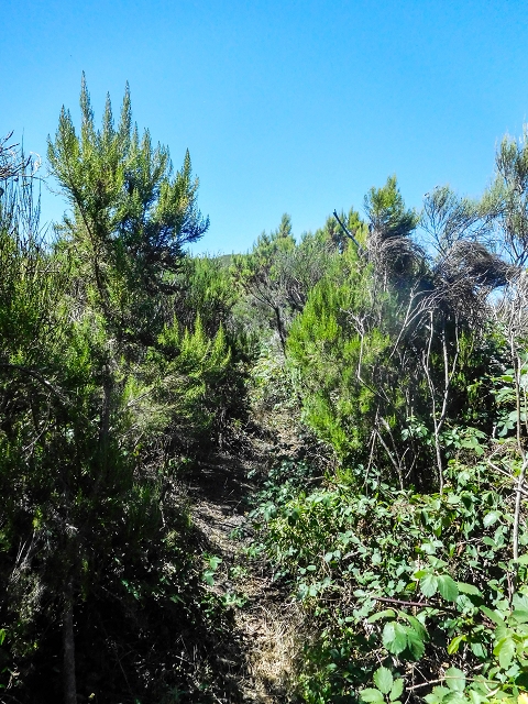 Ascent and descent to Topo das Queimadas — photo 29