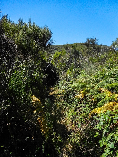 Ascent and descent to Topo das Queimadas — photo 30