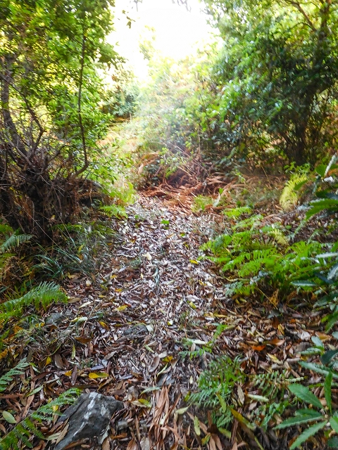 Ascent and descent to Topo das Queimadas — photo 6
