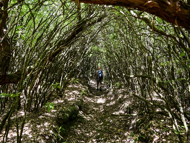 Ascent and descent to Topo das Queimadas — photo 68