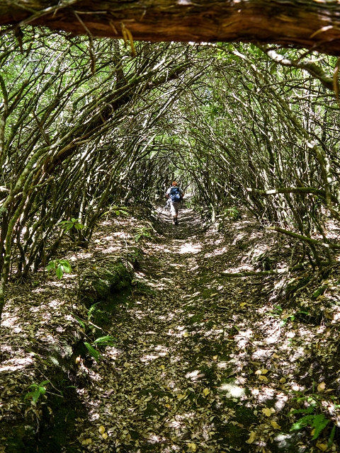Ascent and descent to Topo das Queimadas — photo 69