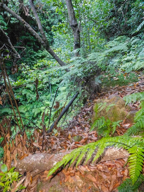 Ascent and descent to Topo das Queimadas — photo 9