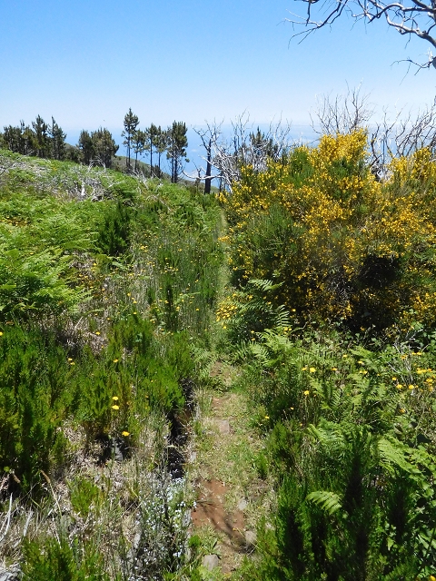 21 June 2016 Levada da Negra and Barreiro — From the start of the Levada do Barreiro to the bed of the side branch of the Ribeira de Santa Luzia — photo 7