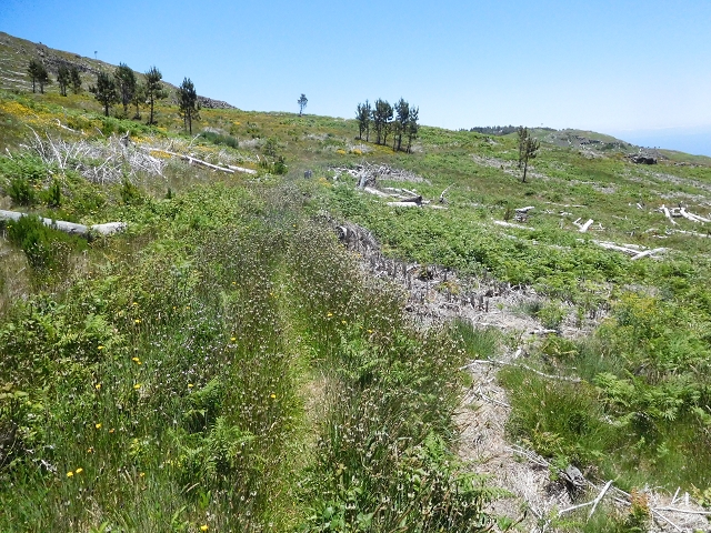 21 June 2016 Levada da Negra and Barreiro — From the start of the Levada do Barreiro to the bed of the side branch of the Ribeira de Santa Luzia — photo 9
