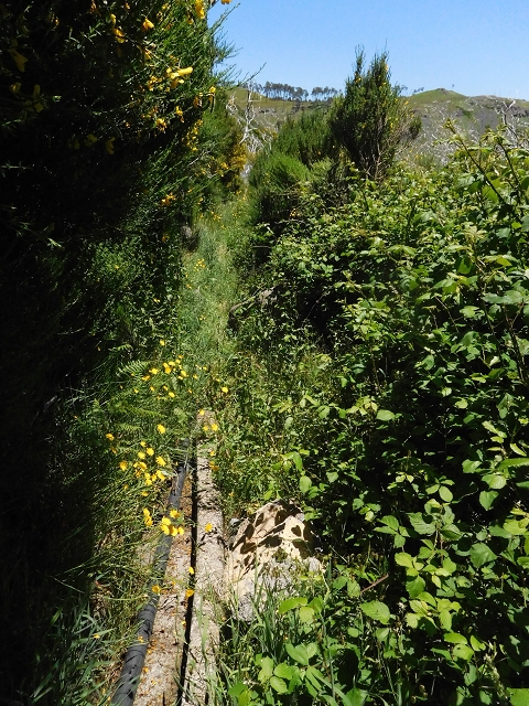 21 June 2016 Levada da Negra and Barreiro — From the bed of the side branch of the Ribeira de Santa Luzia to the turn-off of the upper Escadinhas do Menino Jesus — photo 1