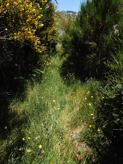 21 June 2016 Levada da Negra and Barreiro — From the bed of the side branch of the Ribeira de Santa Luzia to the turn-off of the upper Escadinhas do Menino Jesus — photo 2