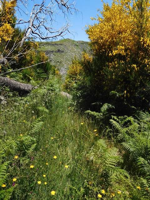 21 June 2016 Levada da Negra and Barreiro — From the bed of the side branch of the Ribeira de Santa Luzia to the turn-off of the upper Escadinhas do Menino Jesus — photo 4