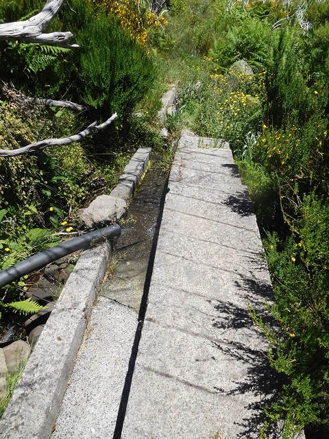 21 June 2016 Levada da Negra and Barreiro — From the bed of the side branch of the Ribeira de Santa Luzia to the turn-off of the upper Escadinhas do Menino Jesus — photo 5